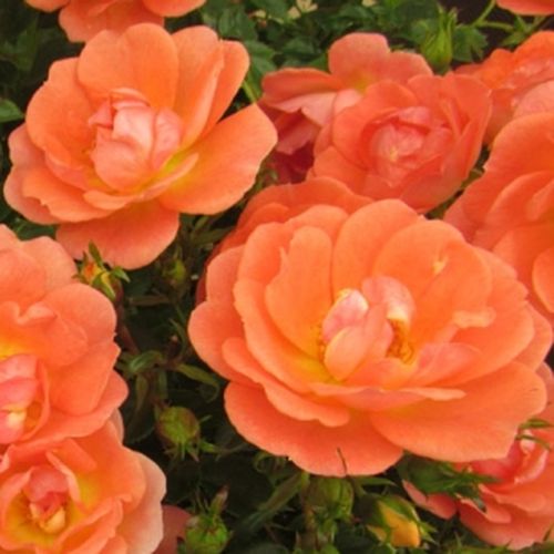 Rozen bestellen en bezorgen - Rosa Tango Showground - zacht geurende roos - Stamroos – Kleine bloemen - oranje - Christopher H. Warnerhangende kroonvorm - 0